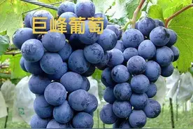 原来中国这些水果品种都是日本引进，最后一种据说还是偷偷引进的图片