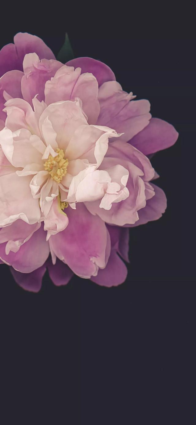 花朵壁纸|花开朵朵,色彩缤纷,娇艳多姿,芬芳馥郁