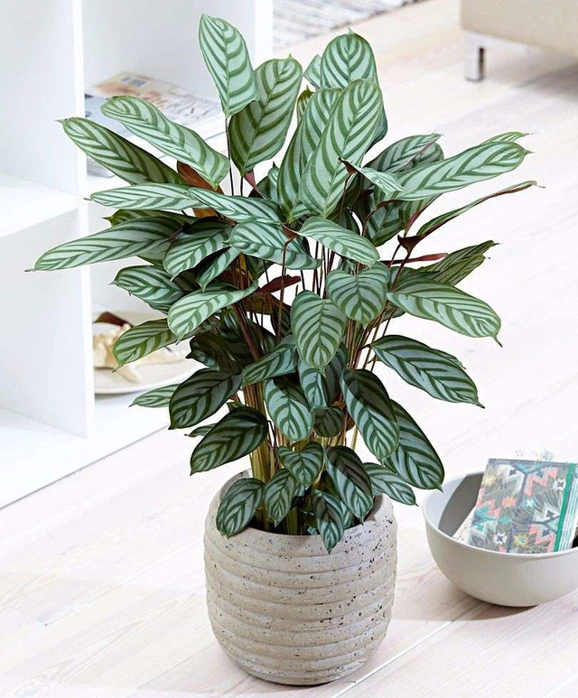 各种植物纹理大全(各种植物的象征意义大全)-措必培