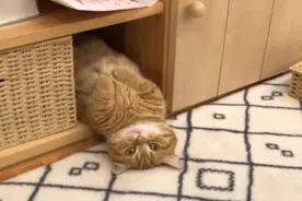 橘猫倒栽葱躺平耍废！网友笑称：像是休假的我图片