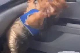 “狗狗争球僵持2分钟不动，靠近一看笑喷哈哈哈哈！”图片