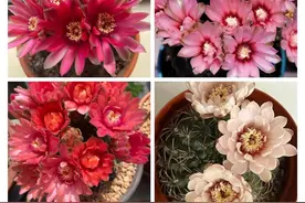 绯花玉，虽然是仙人球里的短命品种，却叫人爱不释手图片