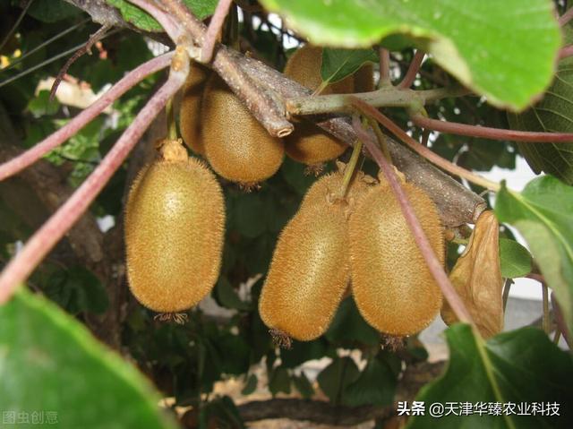 氨基酸对氮磷钾的“辅助”作用，老农民：种地用肥是门技术