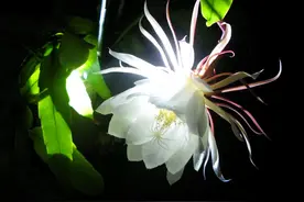 昙花夜间开花“老错过”，给它喂块“肥肉”补补，1年内能开5次花图片