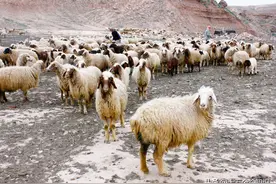 关于羊的15个有趣冷知识，你知道多少个？图片