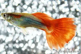 新手养孔雀鱼，需要注意哪些问题？图片