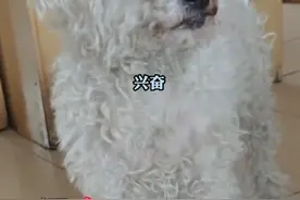 男子回老房子看看，遇到5年前被偷走的小狗坐在家门口，网友：它一定等了你们很久图片