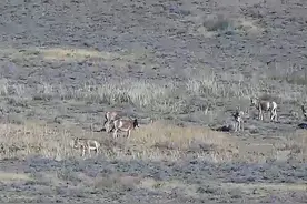 达茂旗满都拉口岸周边发现蒙古野驴图片