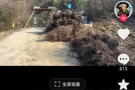 网红坡为什么发展不起来图片