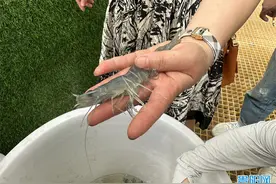 海虾淡养！贵阳首批南美白对虾迎来打捞上市图片