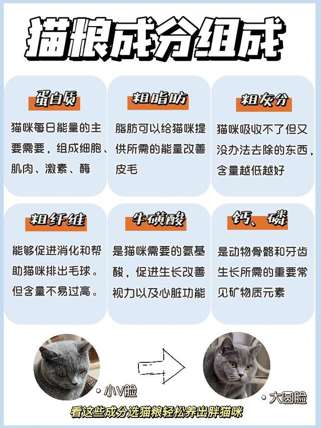 扒一扒，猫粮中的哪些成分对猫咪好