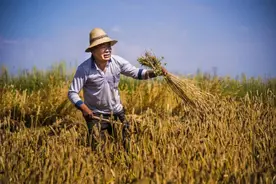 在布谷鸟的催促中，定西的麦子熟了……图片