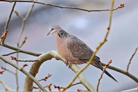 在我国，野生斑鸠随处可见，但为何很少看到斑鸠巢穴？图片