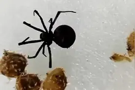 又是美国包裹，莆田海关截获“改造生物”，带卵红腹黑寡妇蜘蛛图片