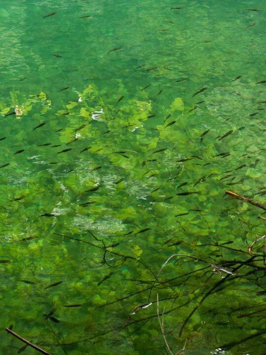 黄山奇遇记：冬观候鸟，野探短尾猴，一场徒步自然的探索之行