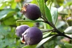 你好，桃金娘图片