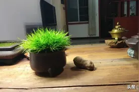 为什么我的菖蒲养不好？图片