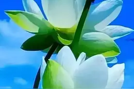 你是我今生最美的遇见，是我用了真心去爱的爱人图片