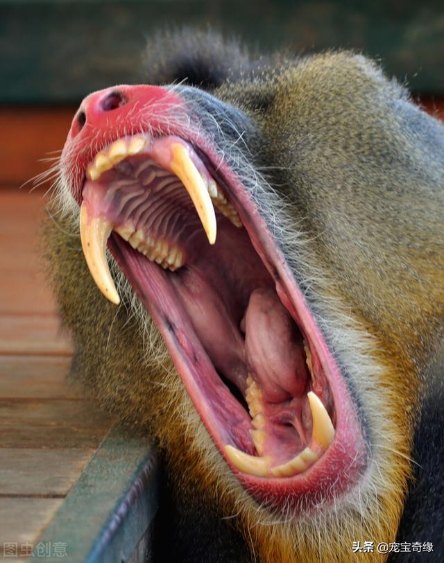 专业人士警告：不要去逗狒狒或猴子，无论是在动物园还是野外