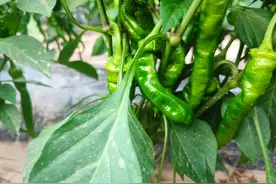 钾是如何促进光合作用和蛋白质合成的？图片