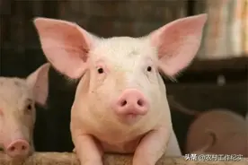 年度重磅！榜单发布，养猪行业大变局！养猪还有“钱途”吗？图片