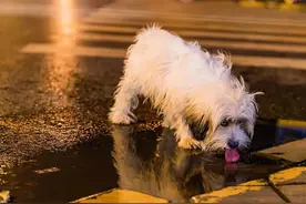 流浪汉和他的狗——诠释了什么是不离不弃、生死相依图片