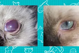 猫咪眼内充血、眼睛出血的治疗图片