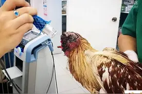 世界10大怪异节日：日本裸体节美国无头鸡节图片