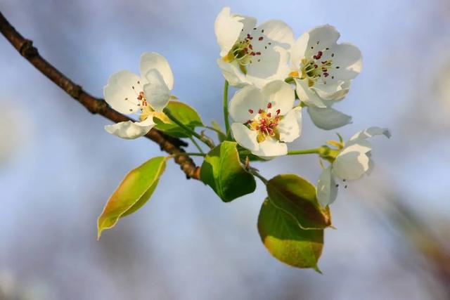 氨基酸和腐植酸你分清了吗？农户怎么选择？农业专家来教你