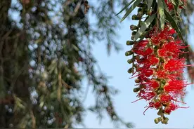 繁花三月来广州，看“能开花的柳树”图片