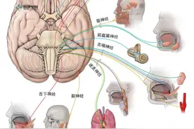 <神经外科学精读笔记>神经解剖3图片
