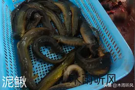 养泥鳅的方法：养泥鳅喂什么东西长得快？泥鳅吃什么？图片