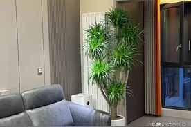 室内养盆“龙血树”，高级感一下就出来了，贵货绿植就是不一样图片