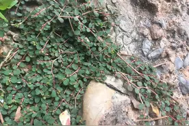 地锦和斑地锦，2种叫“血见愁”的植物，有啥区别？图片