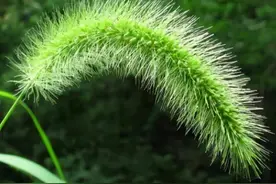 “狗尾巴草”是个宝？用来煮水喝，或许能帮助解决这6个问题图片