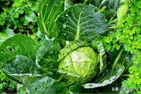 这两种液体喷菜防虫杀虫，老一辈的人常用，效果是真的好图片