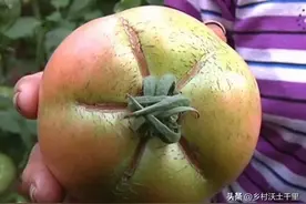 西红柿烂屁股是怎么回事？避免西红柿烂屁股，一定要这样做图片