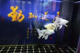 遇到8种情况，鱼缸才需要用到供氧装备，其他情况没必要图片