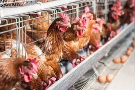 鸡常发的六种疾病的解决方案图片