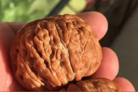 文玩核桃篇——现在还能买到老树的四座楼狮子头吗？图片