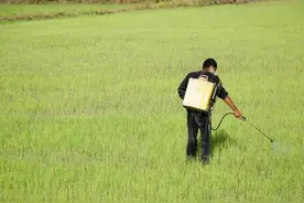 带有“胺”字的除草剂怎么选？傻傻分不清，让我来告诉您（一）图片