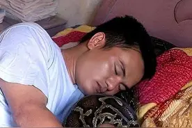 1996年，小伙救蟒蛇与其同眠，多年后400斤巨蟒为其挡灾只为报恩图片