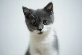 猫咪肉垫干燥、起皮、裂口怎么办？一分钟教你学会护理猫咪肉垫图片