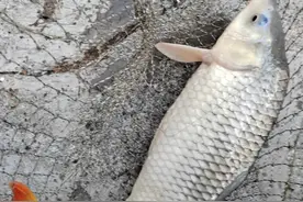 我是钓鱼的，我怕风浪大，风浪越大鱼越大，大风大浪要这样作钓图片