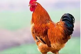 下蛋公鸡，公鸡中的战斗鸡图片