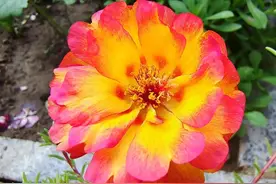 太阳花开了！网上买的种子没开出理想的样子，不一定是上当了图片