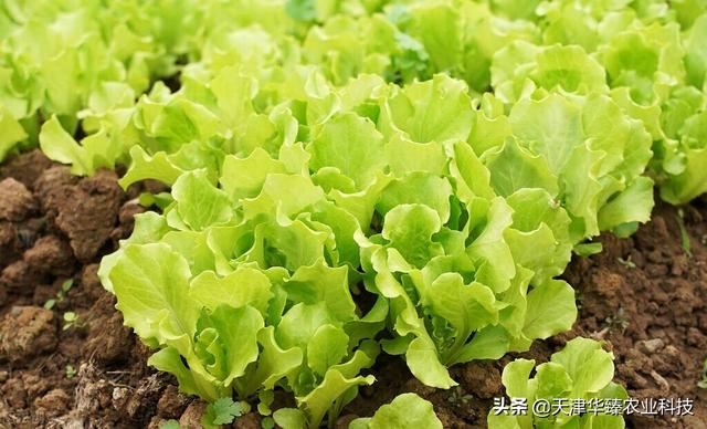 最近氨基酸火了？氨基酸在不同农作物上使用方法，老农民：要增产