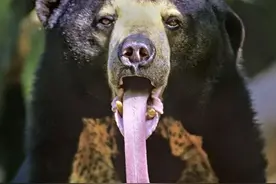 一巴掌拍碎脑袋，一口能舔掉脸皮！不到2米的黑熊真有那么恐怖？图片