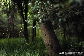 十首“流萤”古诗词：看微光流萤下，生命的温暖与温度图片