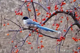 影像记录‖发现京西北：我为张家口代言No.27:灰喜鹊图片